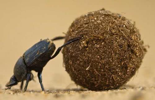 娱乐吃瓜酱屎壳郎